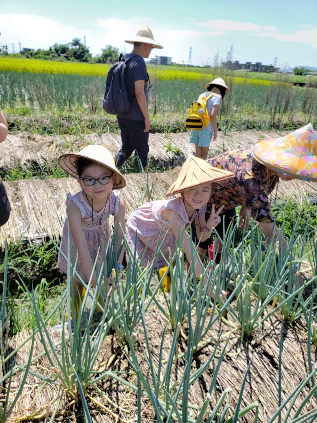 Taiwan Fun: Yilan Scallions Farm&nbsp;到宜蘭拔蔥